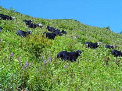 五年雅安繪巨變 綠色發展天地寬--寫在中國共產黨雅安市第五次代表大會開幕之際