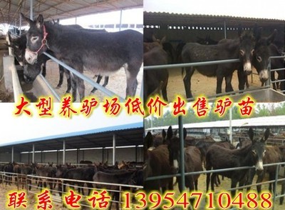 江蘇盱眙縣(綿羊羊羔價(jià)格)_農(nóng)副產(chǎn)品_世界工廠網(wǎng)