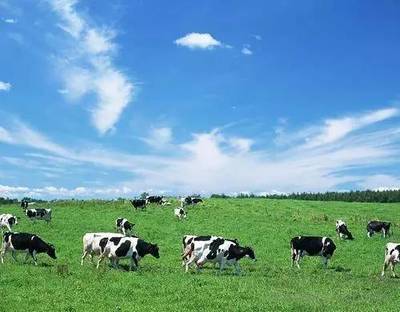 為何我國(guó)畜牧業(yè)主產(chǎn)區(qū)牛羊肉價(jià)格反倒更貴?