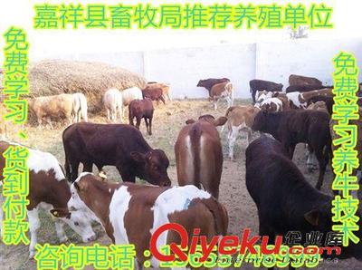 優(yōu)惠大酬賓-嘉祥縣畜牧局推薦一批優(yōu)質(zhì)西門塔爾牛,免費(fèi)運(yùn)輸-嘉祥縣民富養(yǎng)殖場提供優(yōu)惠大酬賓-嘉祥縣畜牧局推薦一批優(yōu)質(zhì)西門塔爾牛,免費(fèi)運(yùn)輸?shù)南嚓P(guān)介紹、產(chǎn)品、服務(wù)、圖片、價格嘉祥縣民富養(yǎng)殖場、肉牛;種羊;肉驢;西門塔爾牛;魯西黃牛;小尾寒羊;波爾山羊;利木贊牛;斗雞;細(xì)犬;獺兔;黑山羊;馬匹;長毛兔;青山羊