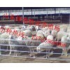 信陽于育肥羊的問題!_商城_山東綠地牧業(yè)畜牧?xí)T商鋪-中國貿(mào)易網(wǎng)-會員網(wǎng)站