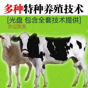 【雞的養殖技術】價格,廠家,畜牧業副產品-搜了網