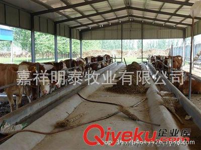 山東明泰畜牧良種基地 常年供應各種優質西門塔爾牛 肉牛-嘉祥明泰牧業提供山東明泰畜牧良種基地 常年供應各種優質西門塔爾牛 肉牛的相關介紹、產品、服務、圖片、價格嘉祥明泰牧業、牛;羊;驢
