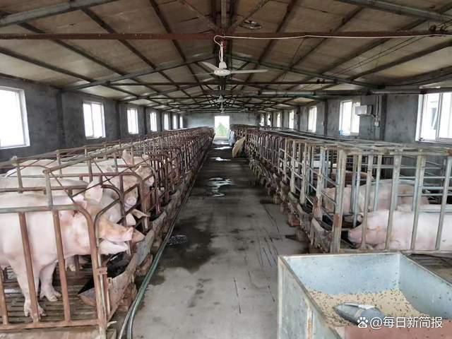 【建設(shè)現(xiàn)代化養(yǎng)殖小區(qū)】 白羽雞是我省優(yōu)質(zhì)畜牧產(chǎn)品之一,年出欄量約16