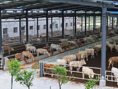 河南息縣:壯大養殖產業 助力鄉村振興