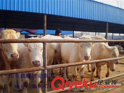 萬頭優(yōu)質(zhì)肉牛 免費(fèi)運(yùn)輸上門指導(dǎo) 畜牧局指定引種單位! 肉牛養(yǎng)殖-嘉祥縣鵬耀養(yǎng)殖場(chǎng)提供萬頭優(yōu)質(zhì)肉牛 免費(fèi)運(yùn)輸上門指導(dǎo) 畜牧局指定引種單位! 肉牛養(yǎng)殖的相關(guān)介紹、產(chǎn)品、服務(wù)、圖片、價(jià)格嘉祥縣鵬耀養(yǎng)殖場(chǎng)、牛;羊;驢;波爾山羊;小尾寒羊;白山羊;黑山羊;西門塔爾牛;利木贊牛;魯西黃牛;夏洛萊牛;三河馬;蒙古馬;肉牛;肉羊