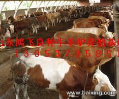 【圖】- 畜牧局直屬企業(yè)鴻飛牛羊養(yǎng)殖場(chǎng)供應(yīng)肉牛肉驢 - 阿壩理縣食品/農(nóng)產(chǎn)品 - 百姓網(wǎng)