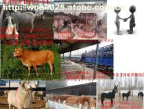【畜牧局報(bào)價(jià)波爾山羊價(jià)格】3-24月齡價(jià)格,價(jià)格,廠家,圖片,供應(yīng)商,綿陽市裕臨裝飾設(shè)計(jì) - 產(chǎn)品庫 - 阿土伯交易網(wǎng)