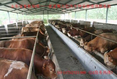 貴州肉牛價格-貴州肉牛養殖基地-甘肅養殖場-貴州氣候適合養殖牛嗎,貴州肉牛價格-貴州肉牛養殖基地-甘肅養殖場-貴州氣候適合養殖牛嗎,養殖,畜牧,養牛,養羊產品信息|中國農業網