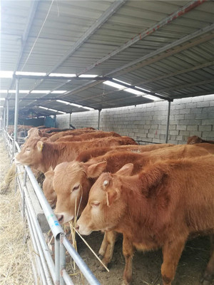 山東改良肉牛養殖基地 菏澤改良肉牛供應價格