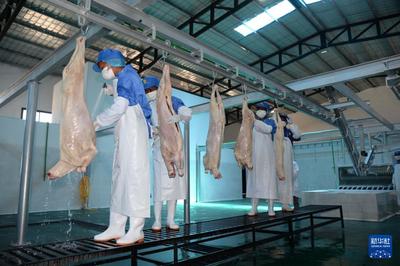 專訪|中國首次進口非洲羊肉展現持續開放誠意--訪馬達加斯加農業和畜牧業部農業和畜牧業總司長阿農德拉卡